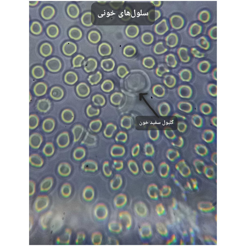 میکروسکوپ مدل دوچشمی آزمایشگاهی 1000X